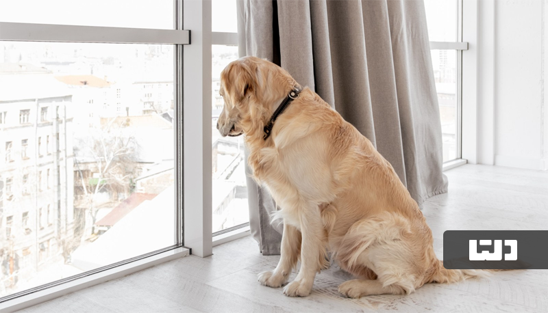 نگهداری حیوان خانگی در آپارتمان